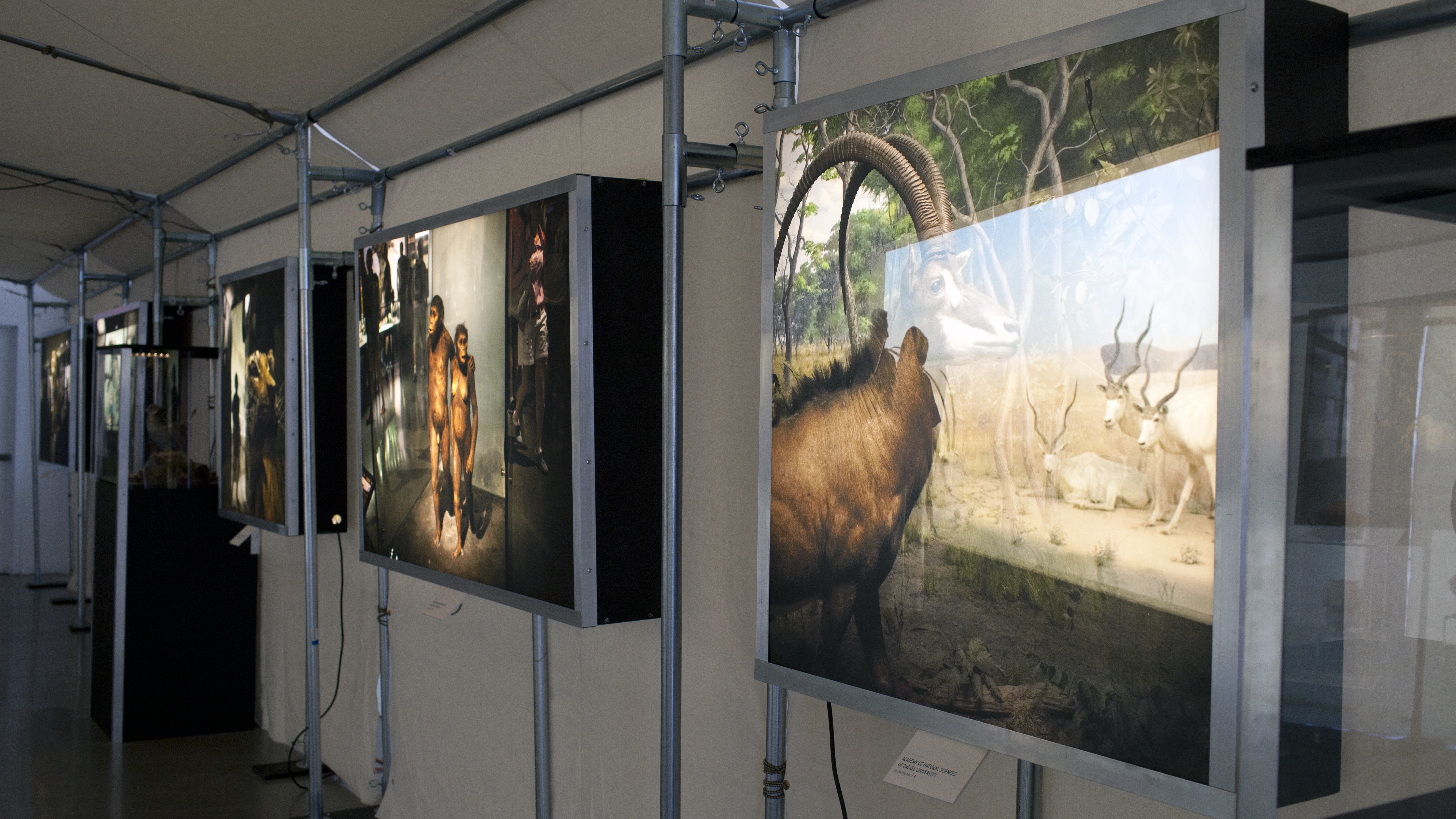 Gazelle Light box_copy.jpg